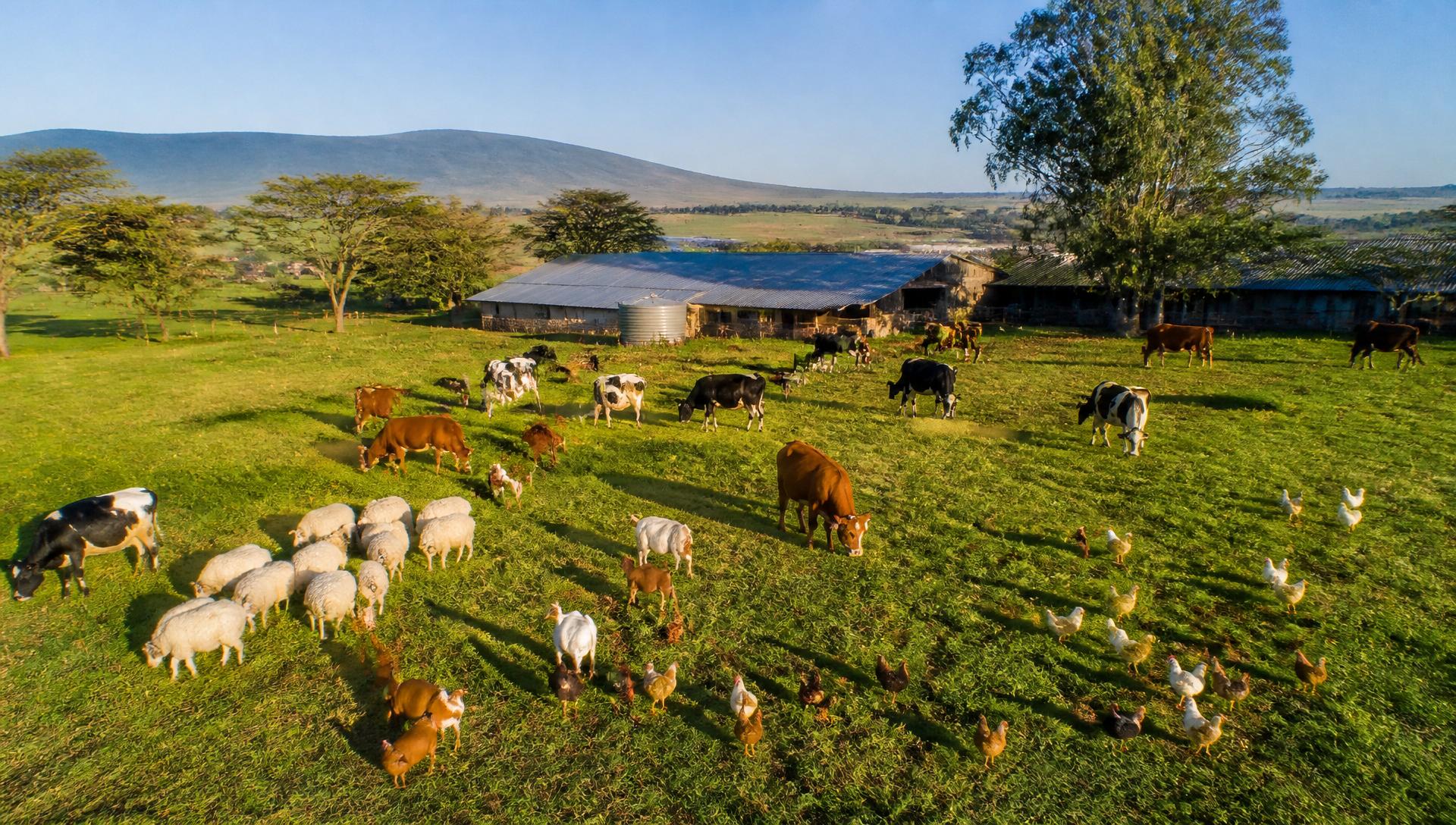 Aerial view of KALRO Farm Naivasha with cattle, sheep, goats, and poultry grazing on green pastures